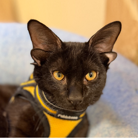 Dobby the 4-eared cat